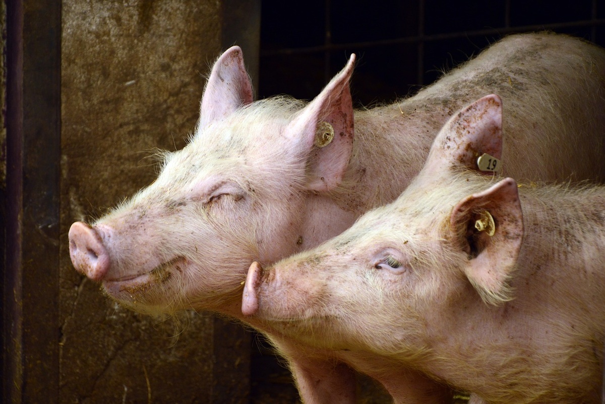 На 2% больше свиней стало в Нижегородской области - фото 1