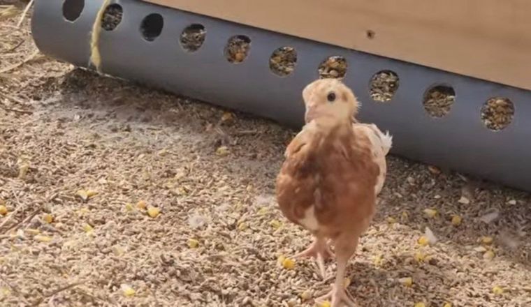 Канадская семья Фейнстра показала свою ферму в Нижегородской области - фото 2