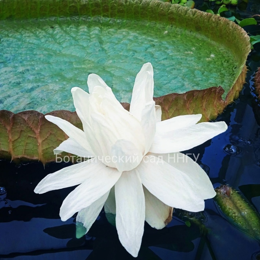 Самая большая кувшинка в мире зацвела в Нижнем Новгороде - фото 1