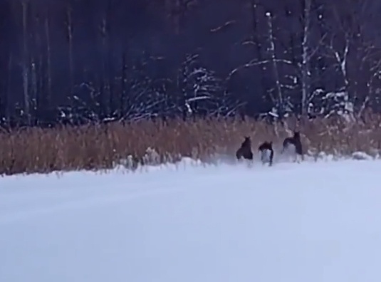 Лоси попали на камеру в лесах Нижегородской области - фото 2
